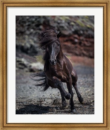 Framed Icelandic Black Stallion, Iceland Print