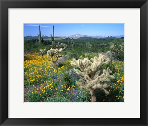 Framed Arizona, Organ Pipe Cactus National Monument Print