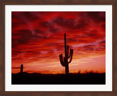 Framed Organ Pipe Cactus State Park, AZ Print
