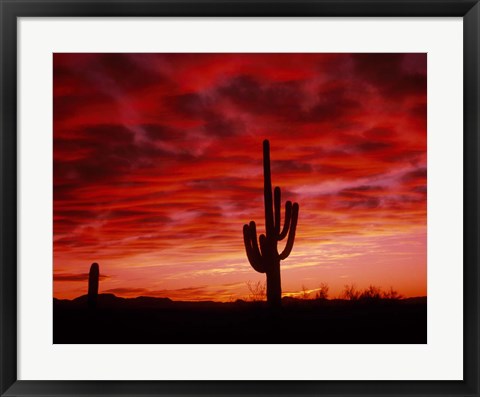 Framed Organ Pipe Cactus State Park, AZ Print