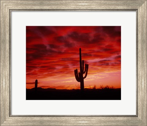 Framed Organ Pipe Cactus State Park, AZ Print