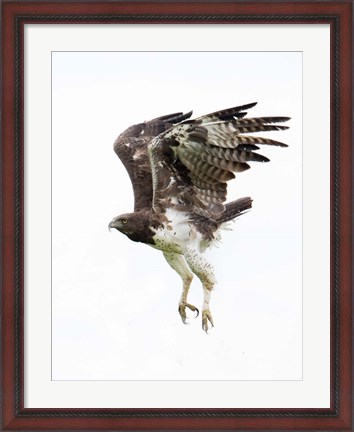 Framed Martial Eagle, Ndutu, Ngorongoro Conservation Area, Tanzania Print