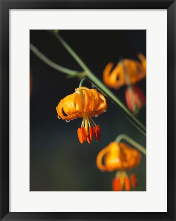 Framed Columbia Lily Flower Blossoms Print
