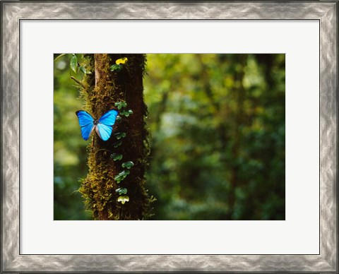 Framed Blue Morpho Butterfly, Costa Rica Print