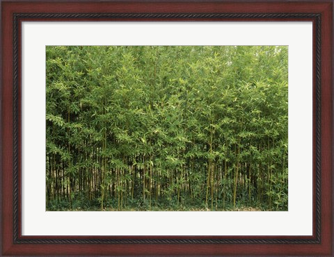 Framed Bamboo Trees in a Forest, Fukuoka, Kyushu, Japan Print