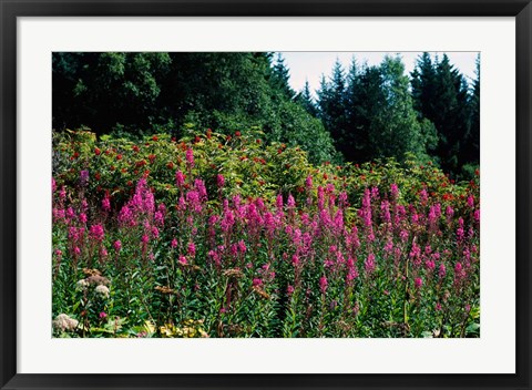 Framed Pink Fireweed Wildflowers, Alaska Print