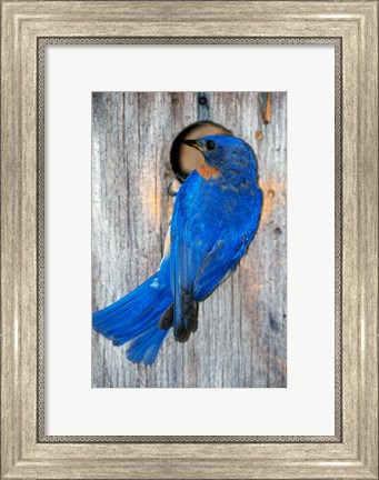 Framed Male Eastern Bluebird Print