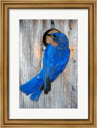 Framed Male Eastern Bluebird Print
