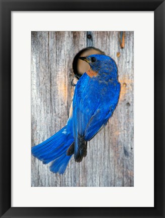 Framed Male Eastern Bluebird Print