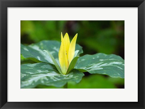 Framed Yellow Trillium Flower, Tennessee Print