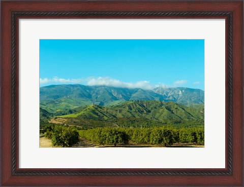 Framed Orange Tree Grove, Santa Paula, Ventura County, California Print