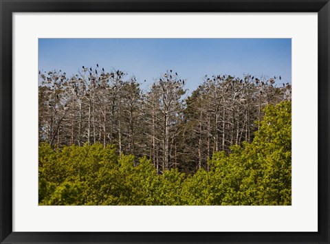 Framed Flock of Cormorant Birds, Lithuania Print