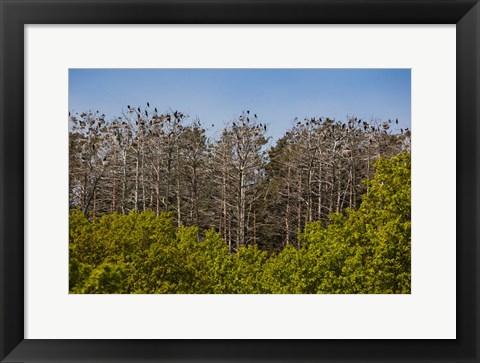 Framed Flock of Cormorant Birds, Lithuania Print