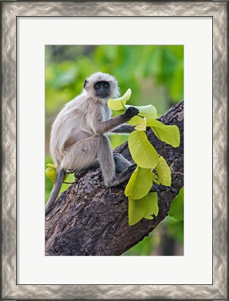 Framed Gray Langur Monkey, Kanha National Park, Madhya Pradesh, India Print