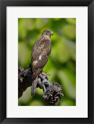 Framed Common Buzzard, Bandhavgarh National Park, Madhya Pradesh, India Print