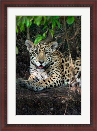 Framed Jaguar, Pantanal Wetlands, Brazil Print