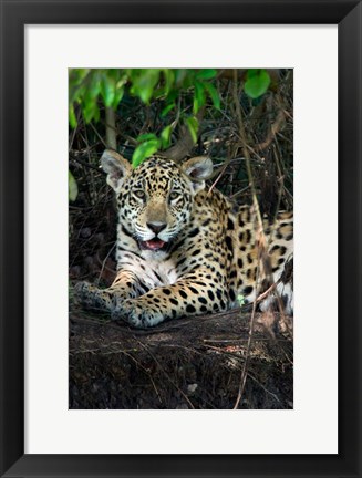 Framed Jaguar, Pantanal Wetlands, Brazil Print