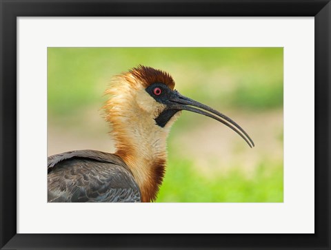 Framed Buff-Necked Ibis,, Pantanal Wetlands, Brazil Print