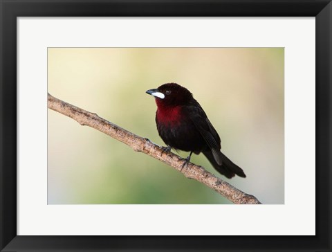 Framed Silver-Beaked Tanage, Pantanal Wetlands, Brazil Print