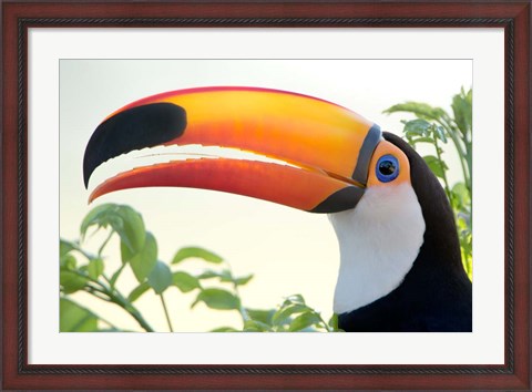 Framed Toco toucan (Ramphastos toco), Pantanal Wetlands, Brazil Print
