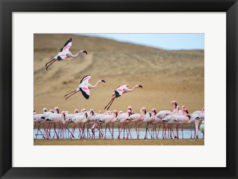 Framed Greater Flamingos, Namibia Print