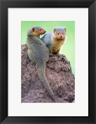 Framed Dwarf Mongooses, Tarangire National Park, Tanzania Print