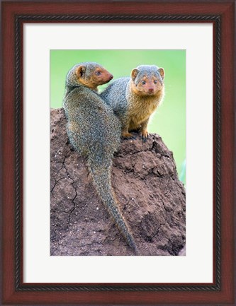 Framed Dwarf Mongooses, Tarangire National Park, Tanzania Print