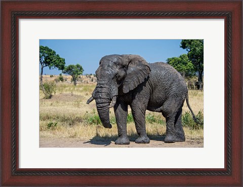 Framed African Elephant, Ndutu, Ngorongoro Conservation Area, Tanzania Print