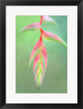 Framed Heliconia Flower, Sarapiqui, Costa Rica Print
