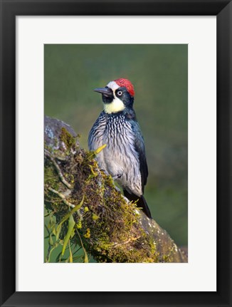 Framed Acorn Woodpecker, Savegre, Costa Rica (vertical) Print