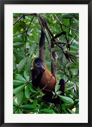 Framed Spider Monkey, Sarapiqui, Costa Rica Print