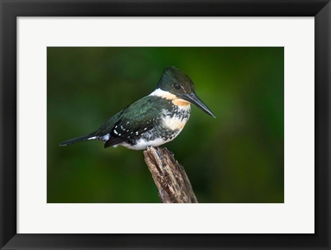 Framed Green Kingfisher, Tortuguero, Costa Rica Print