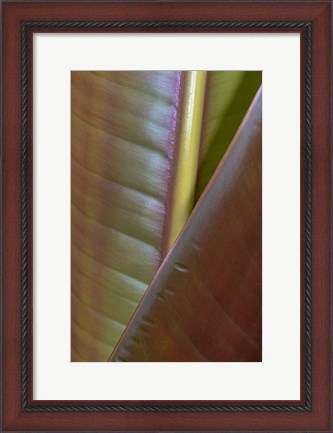 Framed Banana Leaf, Sarapiqui, Costa Rica Print