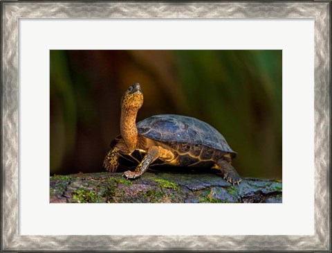 Framed Black Marsh Turtle, Tortuguero, Costa Rica Print