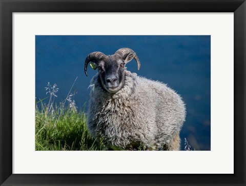 Framed Sheep Grazing, Iceland Print