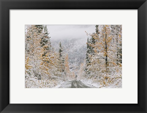 Framed Empty Forest Road, McCarthy, Alaska Print