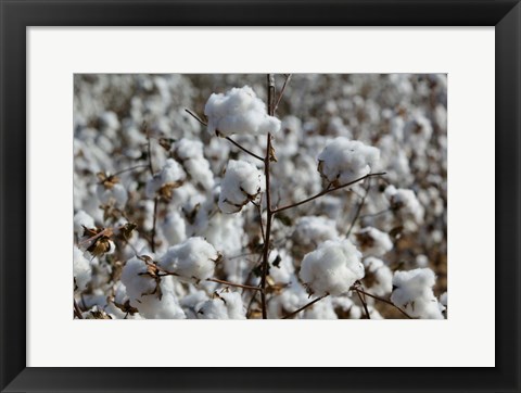 Framed Cotton Plants, Wellington, Texas Print