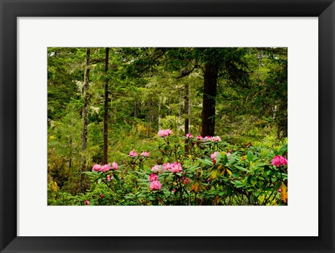 Framed Pacific Rhododendron Flowers Print
