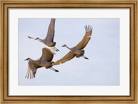 Framed Sandhill Cranes In Flight Print