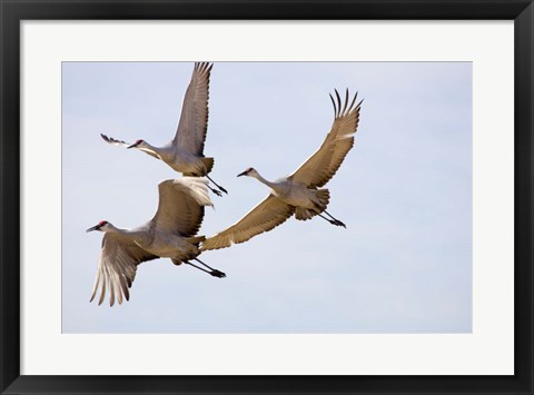 Framed Sandhill Cranes In Flight Print