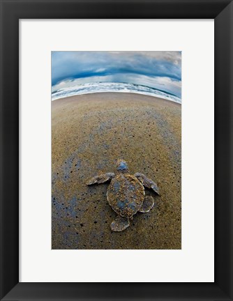 Framed Green Sea Turtle, Tortuguero, Costa Rica Print