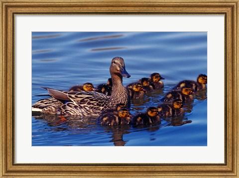 Framed Female Mallard Duck with Chicks, Ohio Print