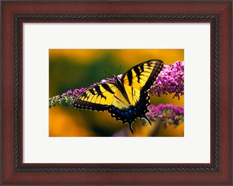 Framed Male Tiger Swallowtail Butterfly Print