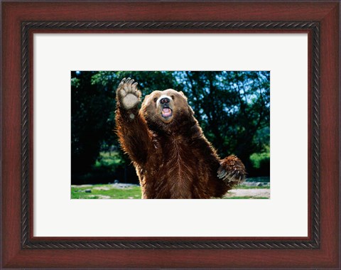Framed Grizzly Bear On Hind Legs Print