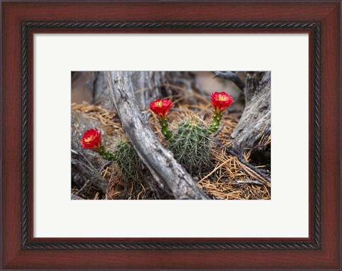 Framed Hedgehog Cactus in Bloom Print