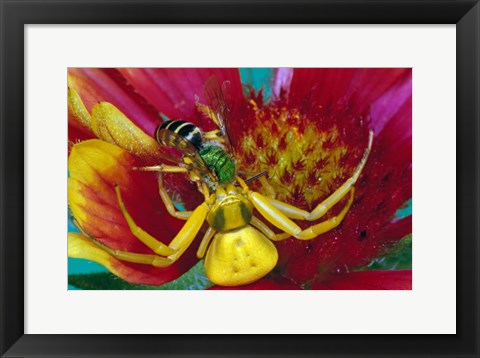 Framed Goldenrod Crab Spider Print