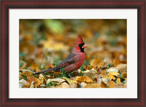 Framed Male Cardinal Print