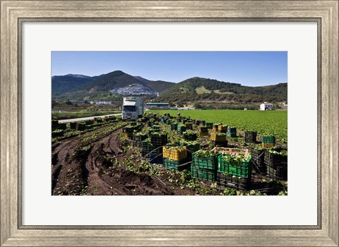Framed Harvesting Lettuce near Ventas de Zafarraya, Spain Print