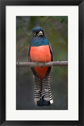 Framed Blue-Crowned Trogon, Pantanal Wetlands, Brazil Print