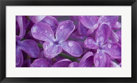 Framed Lilac Flowers Print